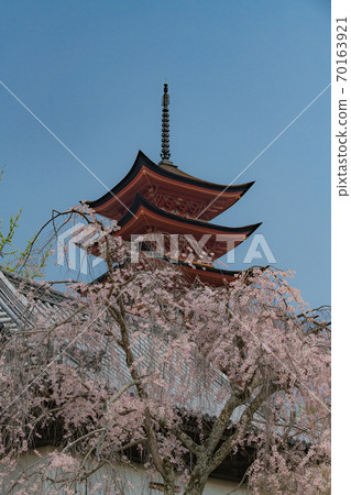 World heritage Miyajima cherry blossoms 70163921
