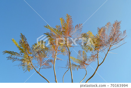 Single tree on clear blue background 70163994
