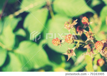 Wild young bramble, blackberry grow in Sokolniki park, Moscow 70163995