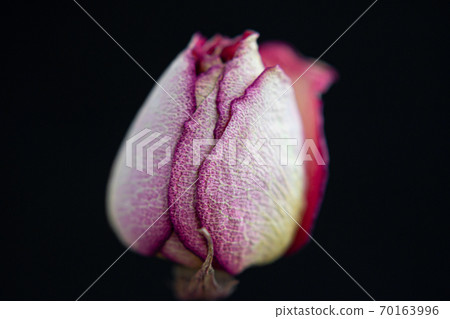 Rose bud close up on a black background 70163996