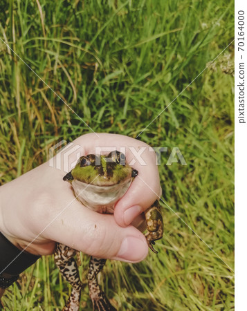 caught lake frog in the hand, grass backdrop caught lake frog in the hand, grass backdrop 70164000