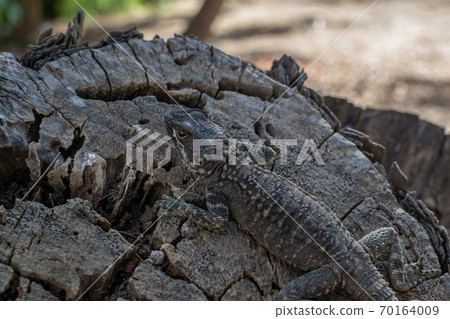 Agama lizard resting on a log. Mimicry works. Location Cyprus, Ayia Napa. Lizard species Laudakia stellio cypriaca 70164009