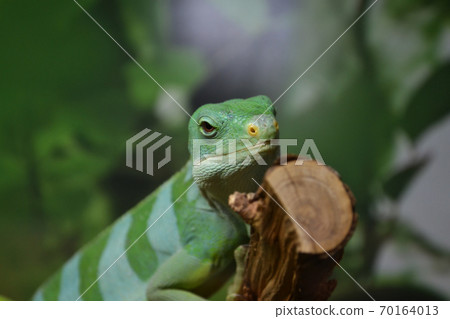 Lizard close up macro animal portrait photo. Lizard sitting on a log 70164013