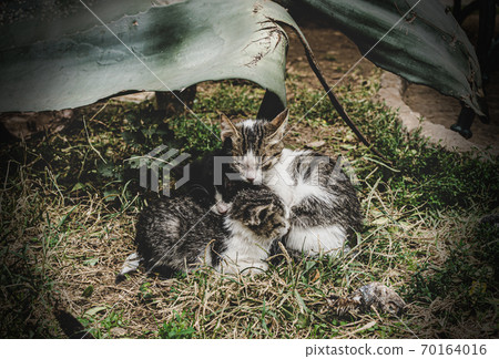 three homeless kittens bask in each other. Stray little kittens are cold outside 70164016