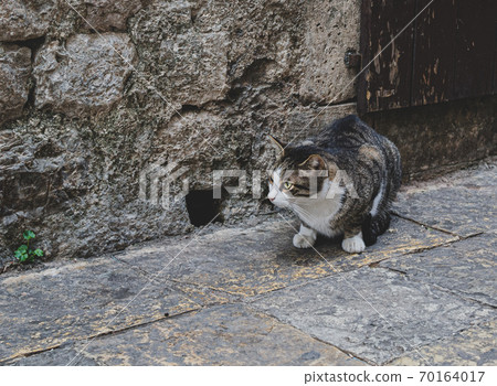 Cat is waiting for the mouse. Cat near a mouse hole in the street of Kotor, Montenegro 70164017