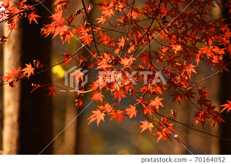 秋天的樹葉 秋天的樹葉 70164052
