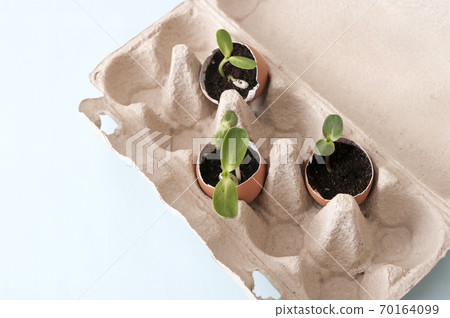 Fresh sprouts, seedling plants in eggshells. Gardening at home. 70164099