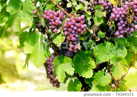 Bunches of red grapes on the vineyard 70164151