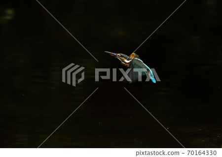 Flying kingfisher Flying kingfisher 70164330
