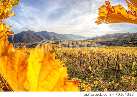 Famous Weissenkirchen village with autumn vineyards in Wachau valley, Austria 70164338