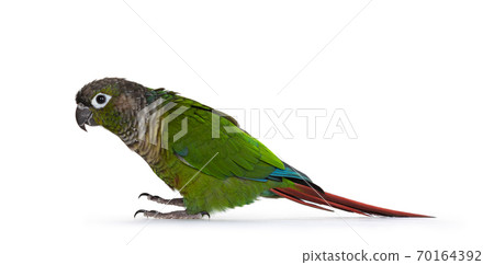 Green cheecked Pyrrhura Molinae parrot on white 70164392