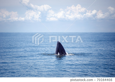 bryde's whale watching in gulf of thailand bryde's whale watching in gulf of thailand 70164408