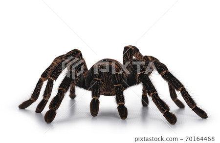 Brazilian salmon pink birdeater spider on white 70164468