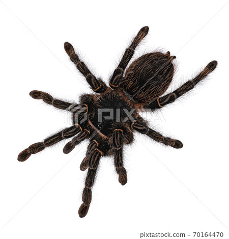 Brazilian salmon pink birdeater spider on white 70164470