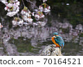 Cherry blossom and kingfisher Cherry blossom and kingfisher 70164521