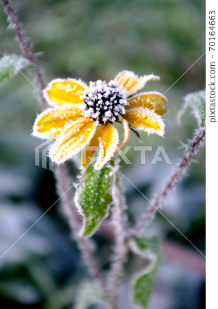 Yellow flower with hoarfrost. Coneflowers in the winter time, morning. 70164663