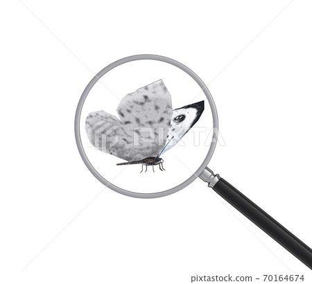 a butterfly under a magnifying glass, 3d render 70164674
