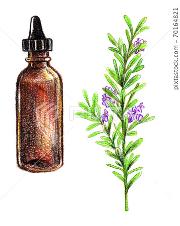 Rosemary essential oil, hand drawn with pencil. Leaves and flowers. Botanical and organic illustration. 70164821
