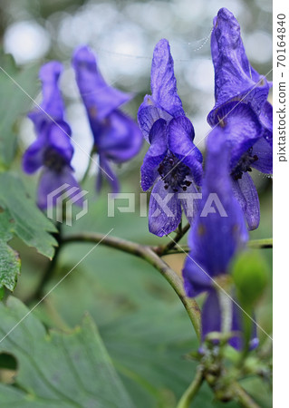 Aconitum flower (Arafuneyama) 70164840