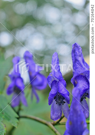 Trikabuto花(阿拉法恩山) Trikabuto花(阿拉法恩山) 70164842