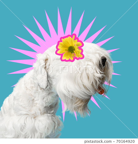 Modern design, contemporary art collage with cute doggies Modern design, contemporary art collage with cute doggies 70164920