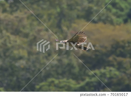 年輕的熊鷹在山上飛 70165017