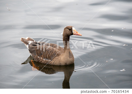 Greater white-fronted goose swimming in the sea Vancouver British Columbia Canada Greater white-fronted goose swimming in the sea Vancouver British Columbia Canada 70165434