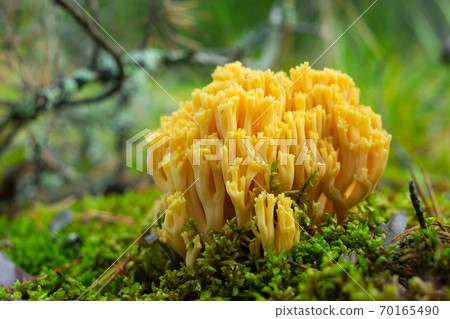 Ramaria flava mushroom. Yellow coral fungi at the foresst Ramaria flava mushroom. Yellow coral fungi at the foresst 70165490