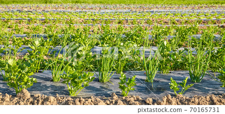 Side view of organic vegetable farm field with patches covered with plastic mulch. 70165731
