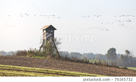 Wooden hunting tower in a field with flock of flying birds in distance. 70165732