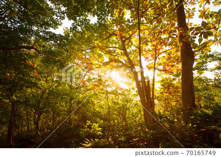 (Gunma Prefecture) Asahi inserting into the forest belt of Mt. Tanigawa Nishikuro ridge (Gunma Prefecture) Asahi inserting into the forest belt of Mt. Tanigawa Nishikuro ridge 70165749