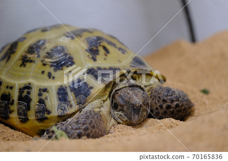 Yotsuubi Rikugame睡覺的日誌孩子 70165836