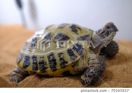Russian tortoise log child 70165837