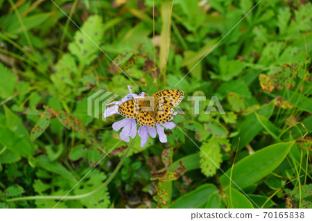Lesser marbled fritillary sucking nectar of Pincushion flower 70165838