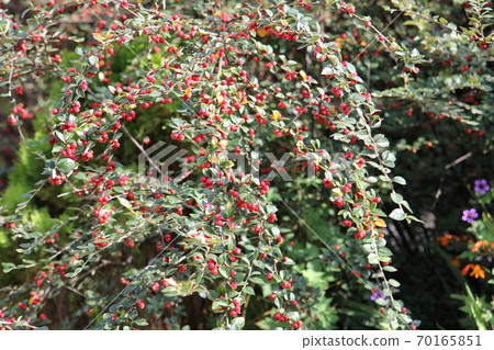 Cotone aster red fruit Cotone aster red fruit 70165851