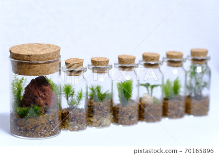 苔蘚飼養箱2 苔蘚飼養箱2 70165896
