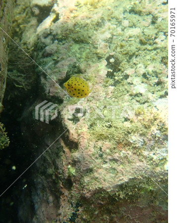 Boxfish juvenile Boxfish juvenile 70165971