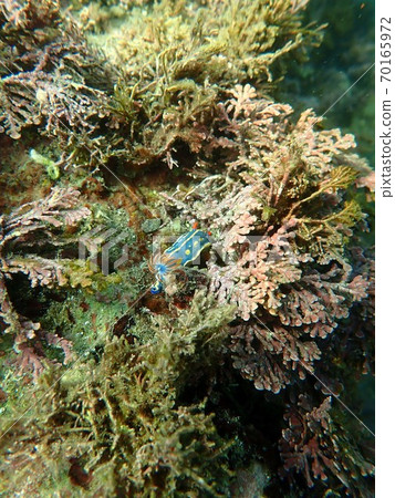 Green turtle 70165972