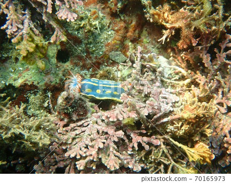 Gorgeous Hypselodoris 70165973