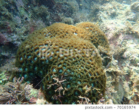 水生生物 水生生物 70165974