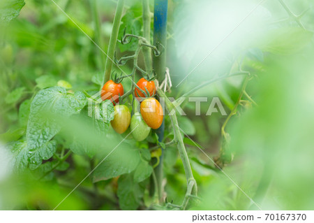 在家庭菜園的微型蕃茄 在家庭菜園的微型蕃茄 70167370