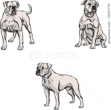 is the american bulldog legal in brunei