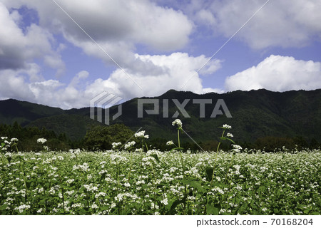 Yakuno Kogen Flower Field "Soba Flower Full Bloom" 1/5 Yakuno Kogen Flower Field "Soba Flower Full Bloom" 1/5 70168204