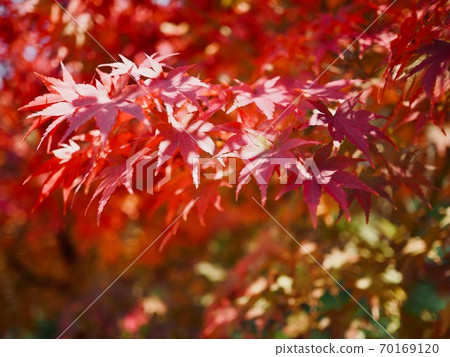 Autumn maple tree scenery in Korea Autumn maple tree scenery in Korea 70169120