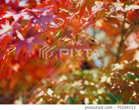 Autumn maple tree scenery in Korea 70169123
