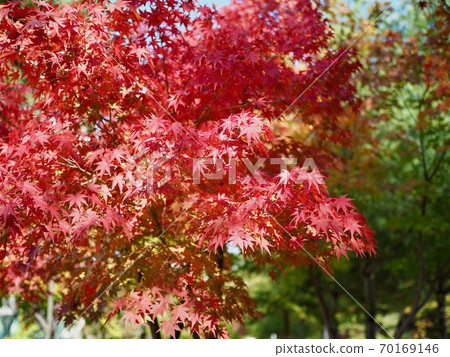 Autumn maple tree scenery in Korea 70169146