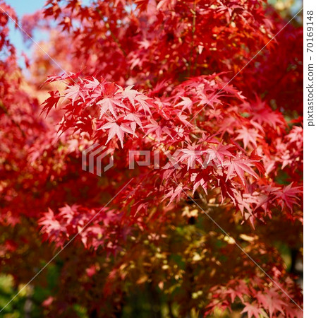 Autumn Maple Tree Landscape In Korea Stock Photo 70169148 Pixta