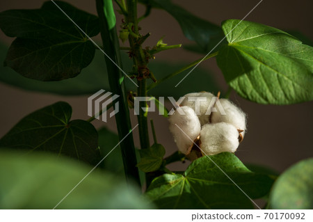 棉花花 棉花花 70170092