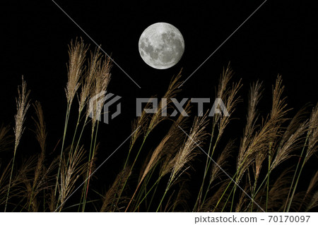 Japanese pampas grass, moon, autumn (night view) Japanese pampas grass, moon, autumn (night view) 70170097