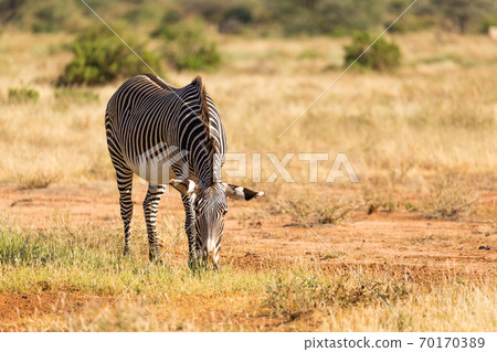 A Grevy Zebra is grazing in the countryside of Samburu in Kenya A Grevy Zebra is grazing in the countryside of Samburu in Kenya 70170389